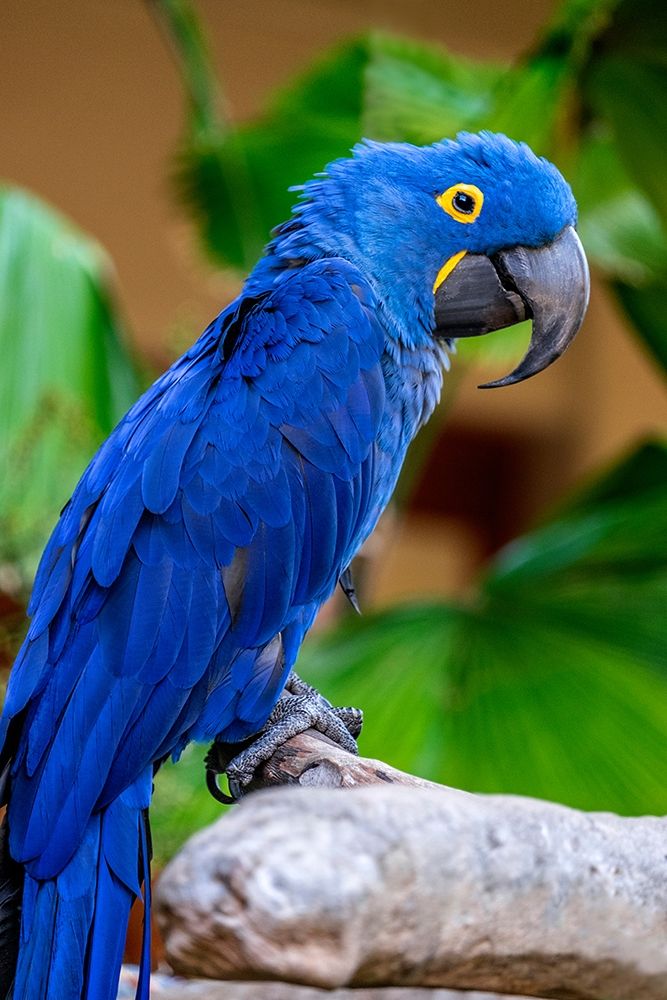 Hyacinth Macaw
